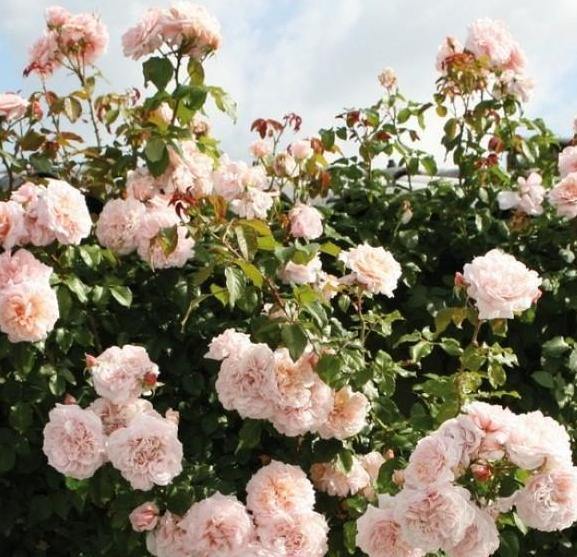 ROSE DE TOLBIAC ® - Butasi trandafiri de gradina - Trandafir urcator / catarator creat in Germania de Kordes