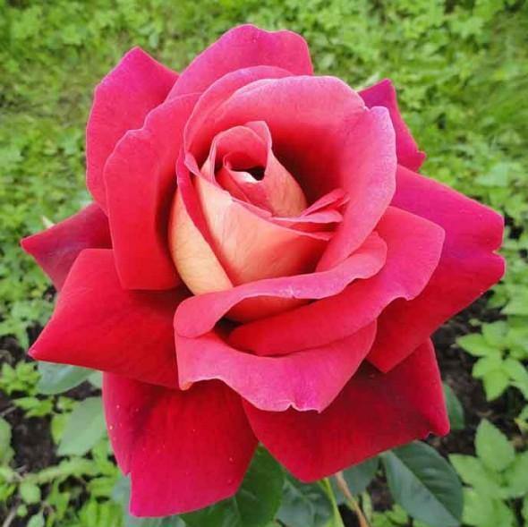 KRONENBOURG ® - Butasi trandafiri de gradina - FamousRoses.eu
