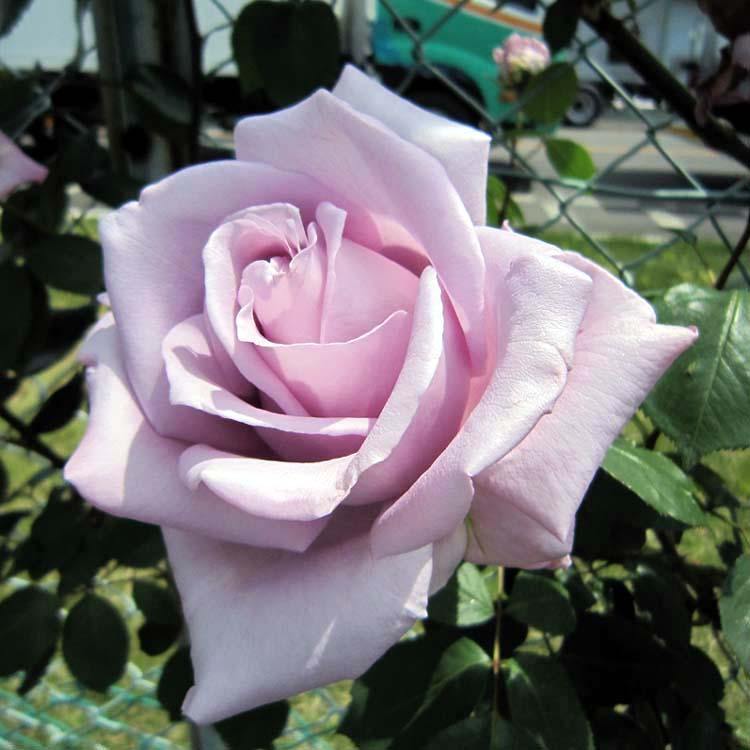 BLUE MOON ® - Butasi trandafiri de gradina - Trandafir teahibrid creat in Germania de Tantau
