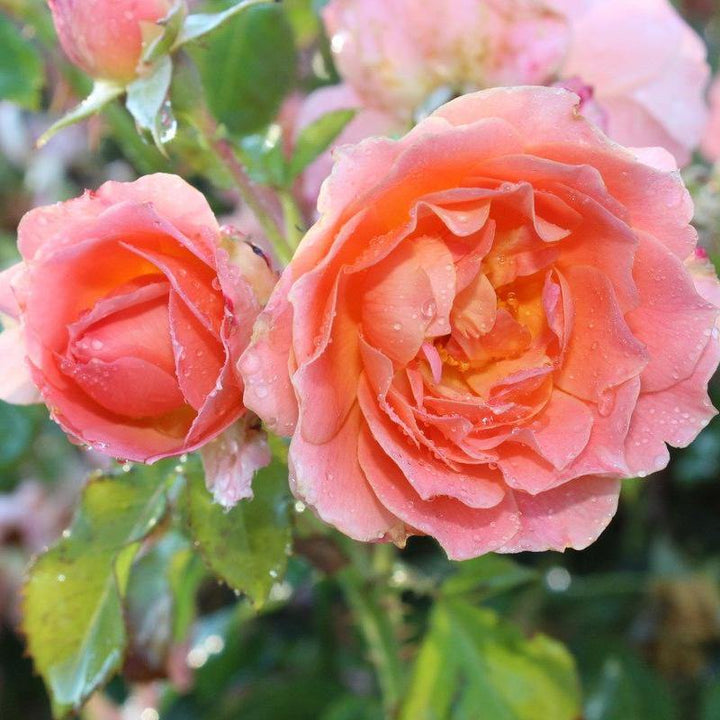 BORDURE ABRICOT ® - Butasi trandafiri de gradina - Trandafir cu flori grupate (floribunda) creat in Franta de Delbard