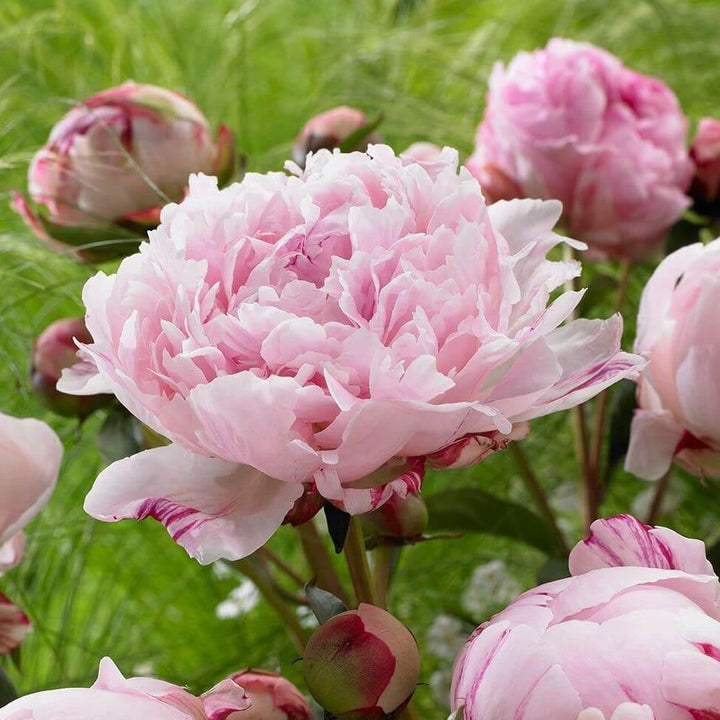 Paeonia : Sarah Bernhardt - FamousRoses.eu - Famous Roses