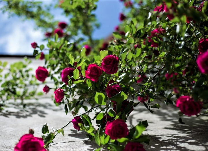 Gpt. PAPA MEILLAND ® - Butasi trandafiri de gradina - Trandafir urcator / catarator creat in Franta de Meilland Richardier