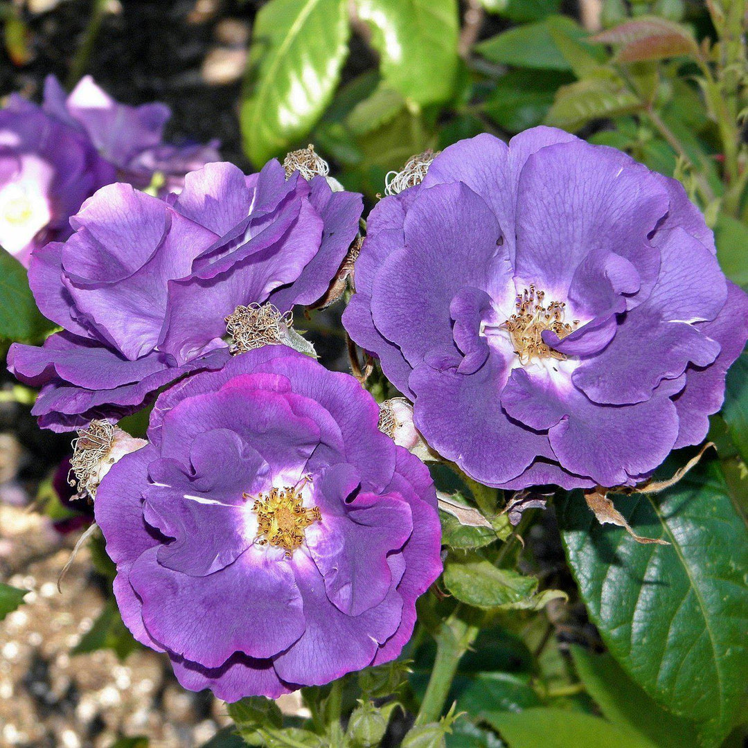 RHAPSODY IN BLUE ® - Butasi trandafiri de gradina - Trandafiri cu flori grupate (floribunda)