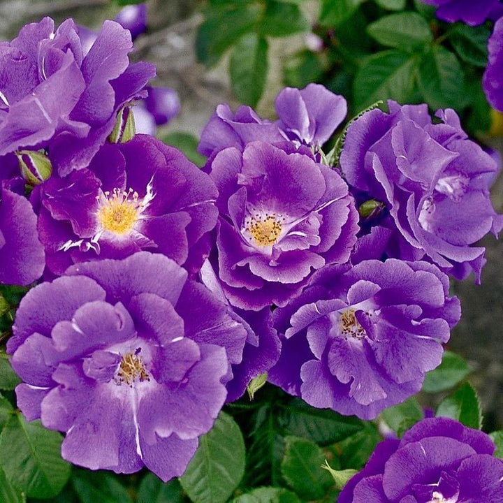 RHAPSODY IN BLUE ® - Butasi trandafiri de gradina - Trandafiri cu flori grupate (floribunda)