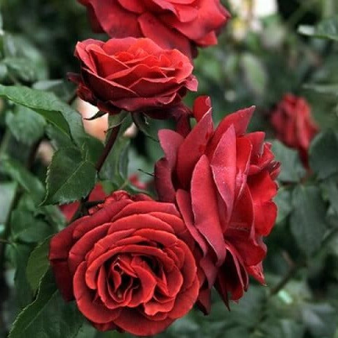 TERRACOTTA ® - Butasi trandafiri de gradina - Trandafir cu flori mari ( teahibrid )