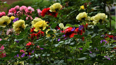 Ghid pentru îngrijirea corectă a trandafirilor de grădină primăvara în luna Mai