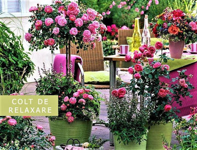 Un ghid esenţial pentru creşterea trandafirilor de grădină ȋn Ghivece Decorative pe Terase sau Grădini de Mici Dimensiuni