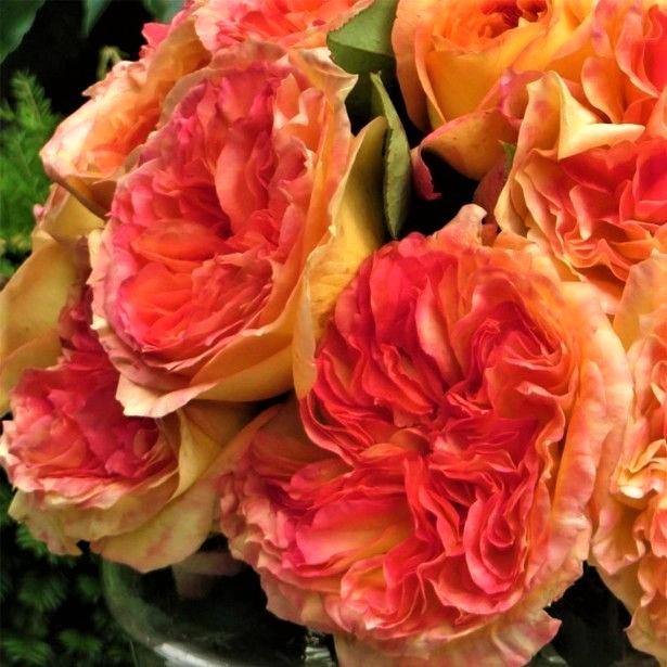 Va recoamandam 3 MAGNIFICI - 3 trandafiri de gradina medaliati international. - Famous Roses