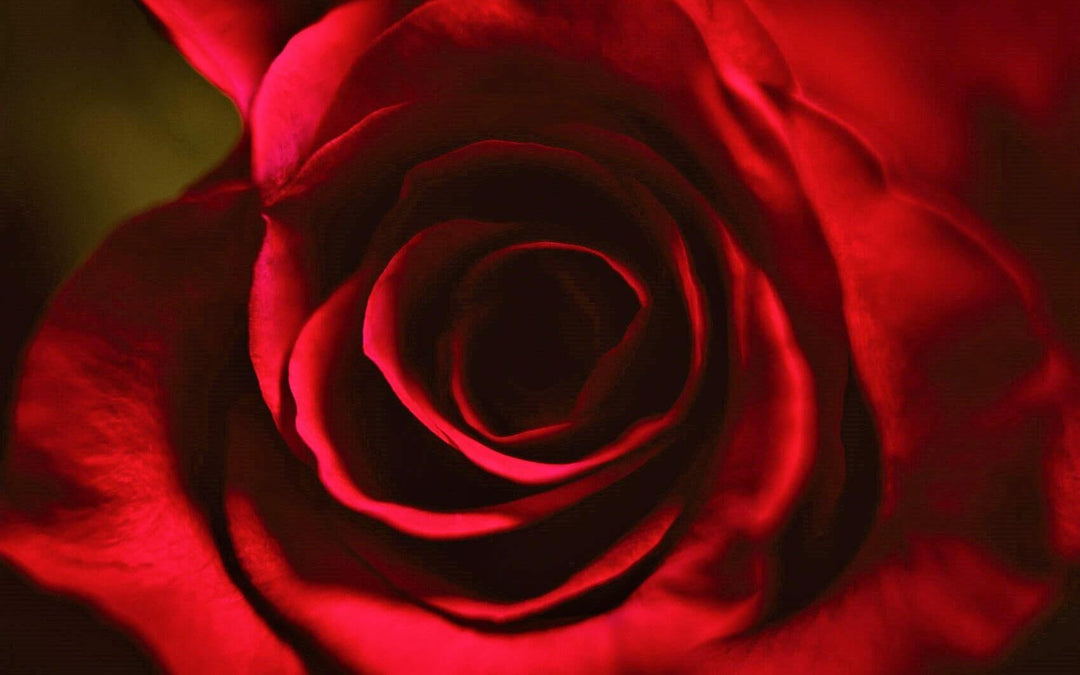 Simbolistica Trandafirilor Roșii - Famous Roses