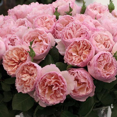 Top 10+ trandafiri cu parfum intens pentru a fi plantați în grădina ta.
