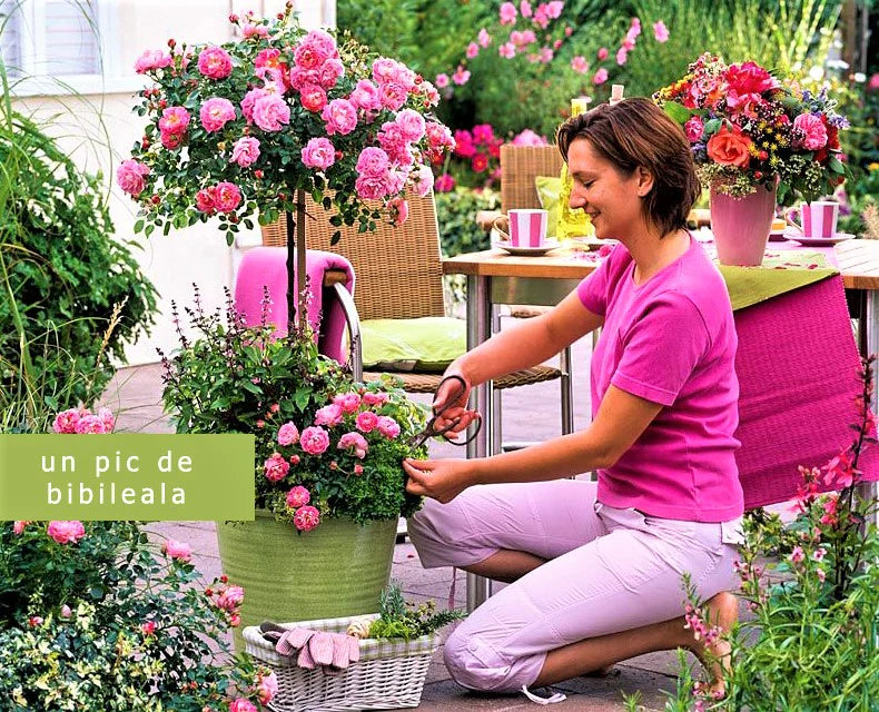 Cum să ai în curte sau pe terasă un spațiu de poveste cu ajutorul trandafirilor plantați în ghivece!