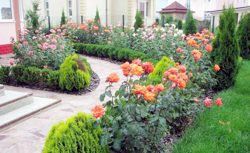 Îngrijirea corectă a trandafirilor vara în Iunie - Iulie - August - Famous Roses