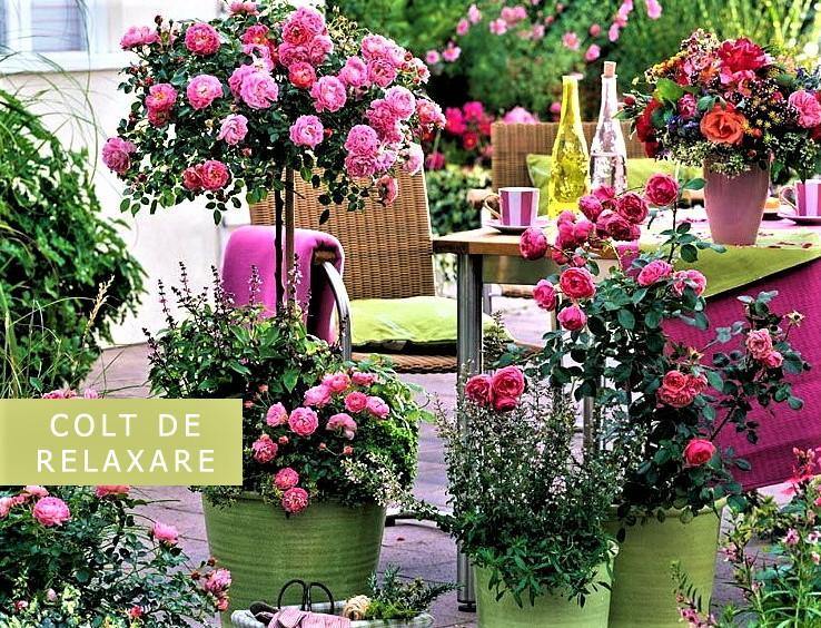 Un ghid esenţial pentru creşterea trandafirilor de grădină ȋn Ghivece Decorative pe Terase sau Grădini de Mici Dimensiuni - Famous Roses