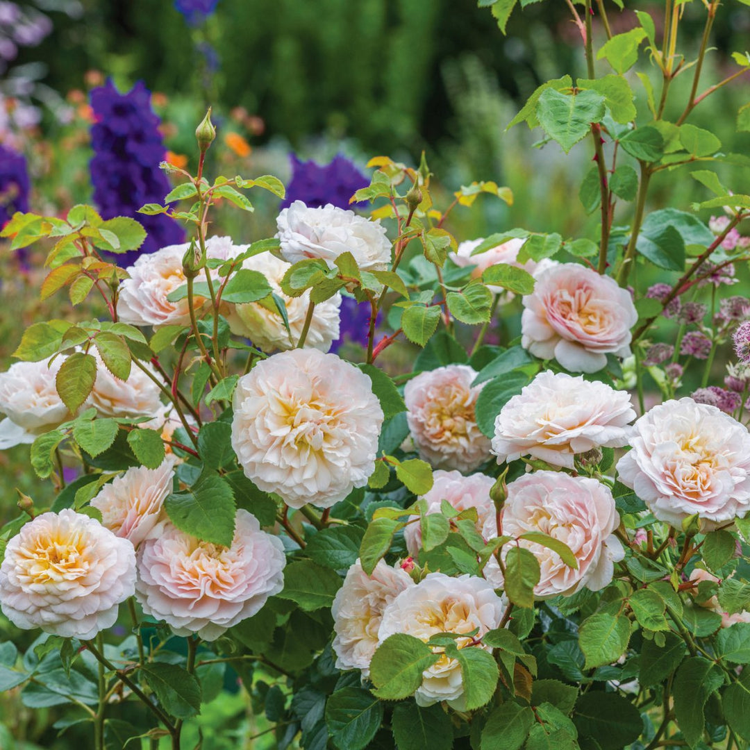 Famous Roses