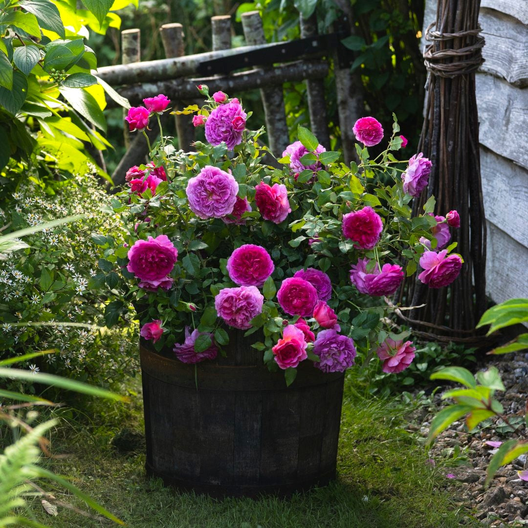 Famous Roses