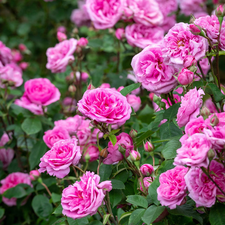 1 Gertrude Jekyll - Trandafir englezesc David Austin