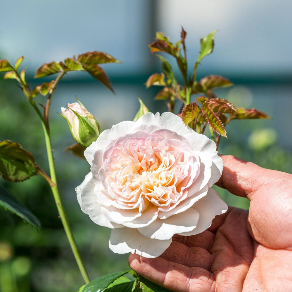 Famous Roses