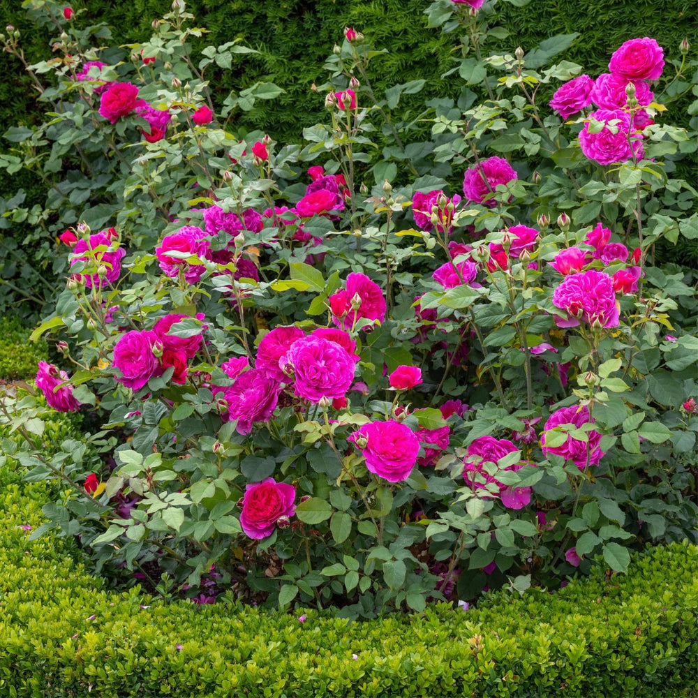 Famous Roses