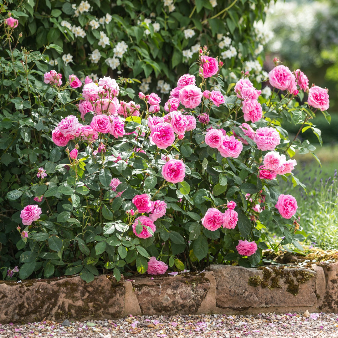 2 Gertrude Jekyll - Trandafir englezesc David Austin