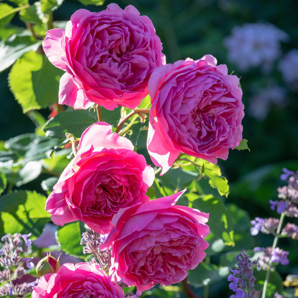Famous Roses