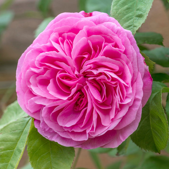 3 Gertrude Jekyll - Trandafir englezesc David Austin