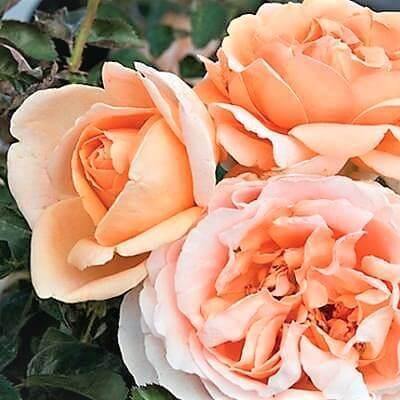 Abbaye de Cluny Butasi trandafiri de gradina butași trandafiri de grădină