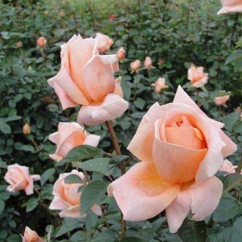 Abbaye de Cluny Butasi trandafiri de gradina butași trandafiri de grădină