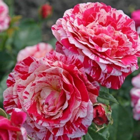 Abracadabra Trandafir Floribunda butași trandafiri de grădină