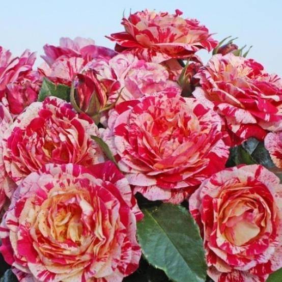 Abracadabra Trandafir Floribunda butași trandafiri de grădină