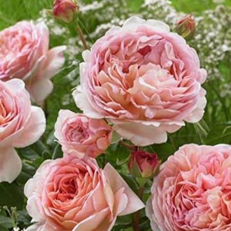 Abraham Darby Trandafir Englezesc Floribunda butași trandafiri de grădină