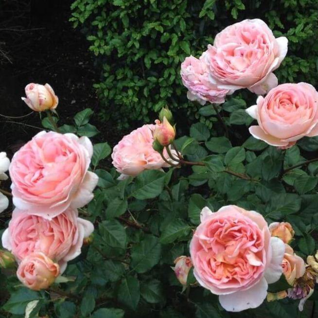 Abraham Darby Trandafir Englezesc Floribunda butași trandafiri de grădină