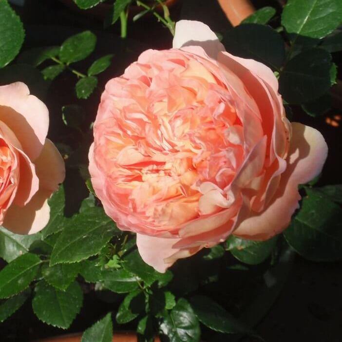 Abraham Darby Trandafir Englezesc Floribunda butași trandafiri de grădină