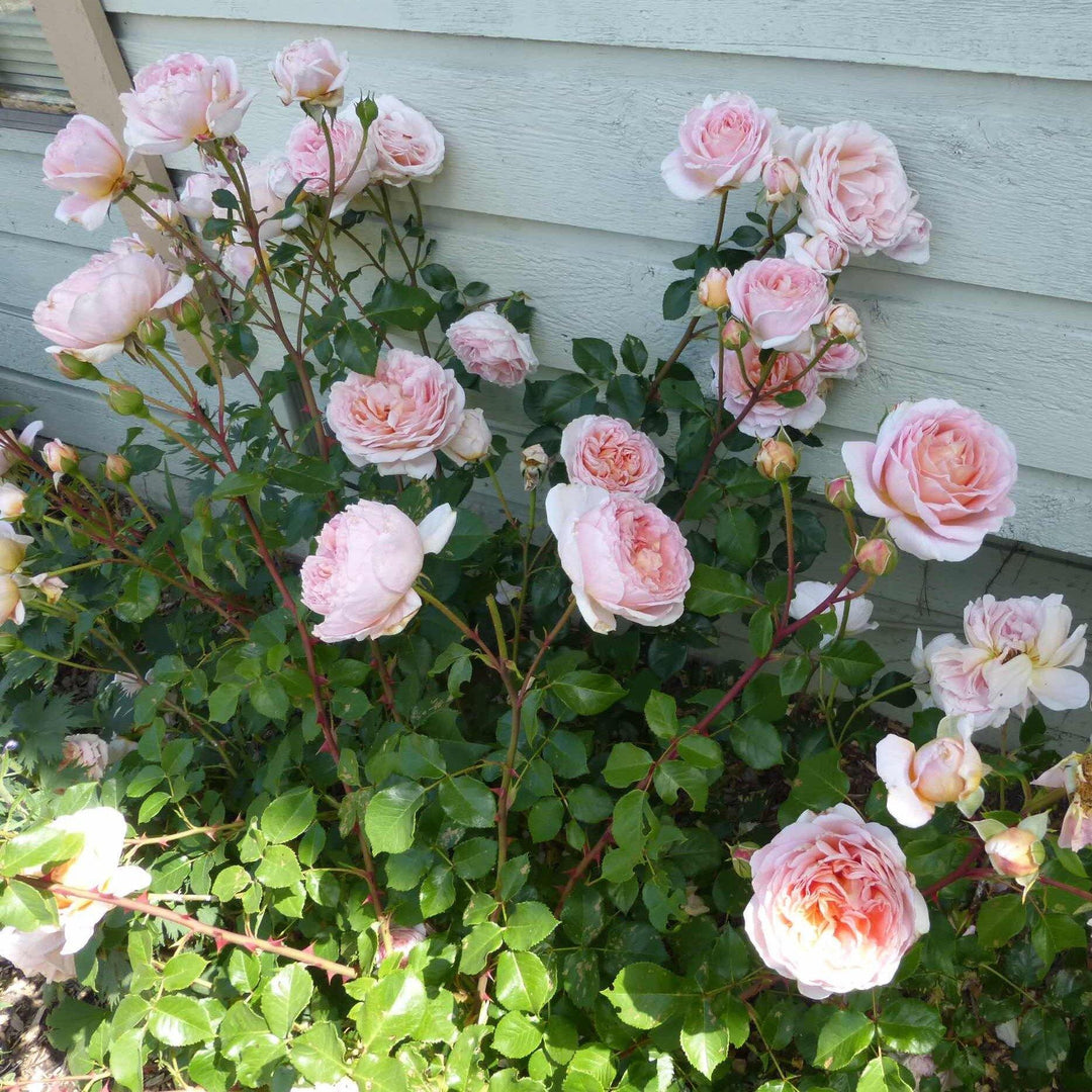 Abraham Darby Trandafir Englezesc Floribunda butași trandafiri de grădină