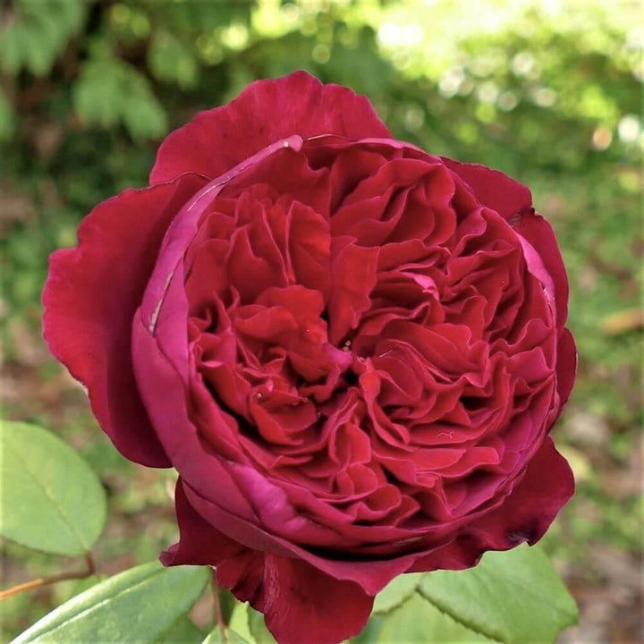 Alain Souchon Trandafir Teahibrid butași trandafiri de grădină