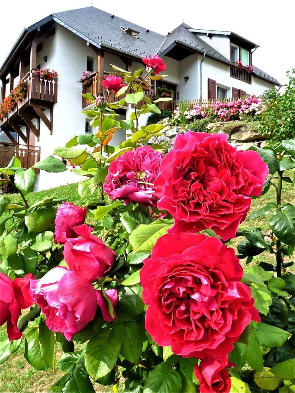 Alain Souchon Trandafir Teahibrid butași trandafiri de grădină