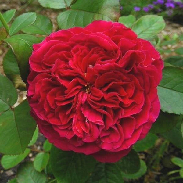 Alain Souchon Trandafir Teahibrid butași trandafiri de grădină