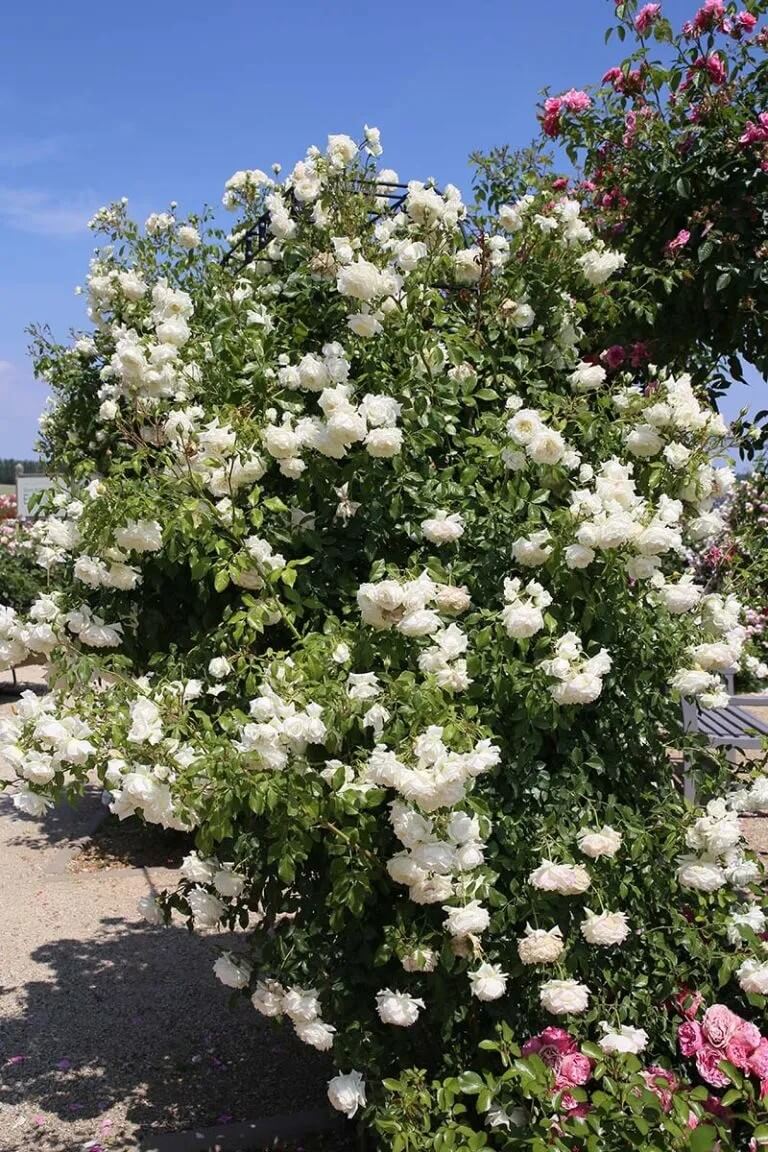 Famous Roses