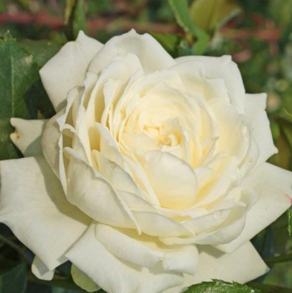 Alaska Trandafir Cățărător Urcător butași trandafiri de grădină