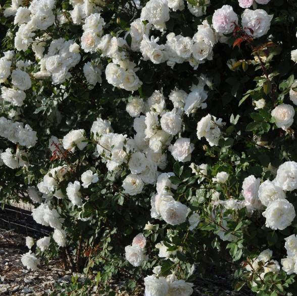 Alaska Trandafir Cățărător Urcător butași trandafiri de grădină