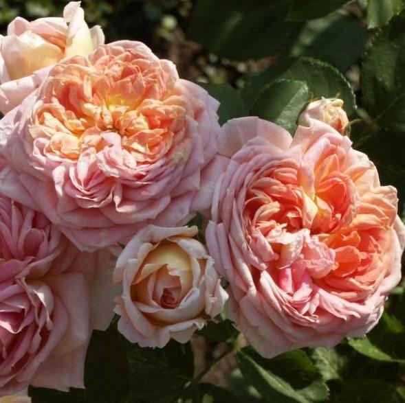 Alchemist Butasi trandafiri de gradina butași trandafiri de grădină