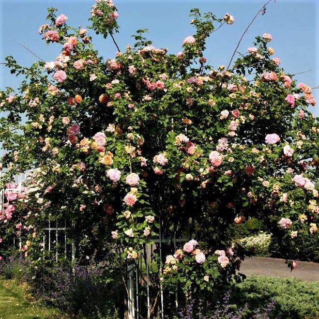 Alchemist Butasi trandafiri de gradina butași trandafiri de grădină