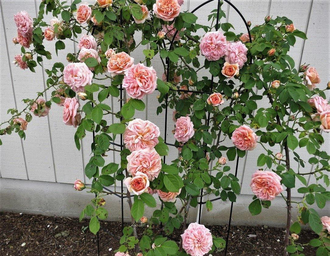 Alchemist Butasi trandafiri de gradina butași trandafiri de grădină