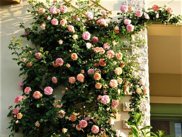 Alchemist Butasi trandafiri de gradina butași trandafiri de grădină