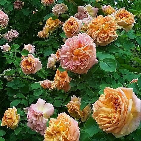 Alchemist Butasi trandafiri de gradina butași trandafiri de grădină