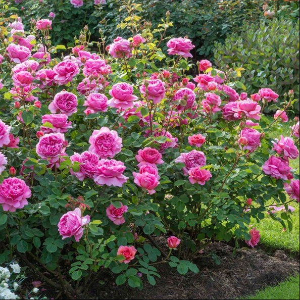 Famous Roses