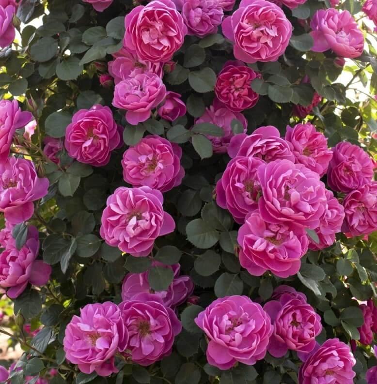 Allegro Trandafir Cățărător Urcător butași trandafiri de grădină