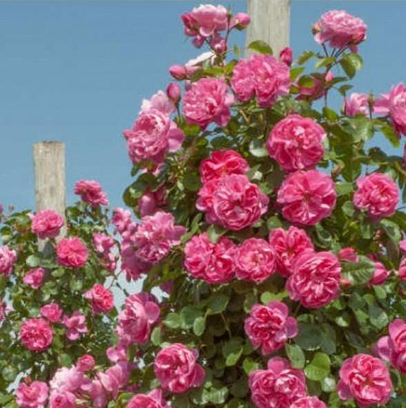 Allegro Trandafir Cățărător Urcător butași trandafiri de grădină