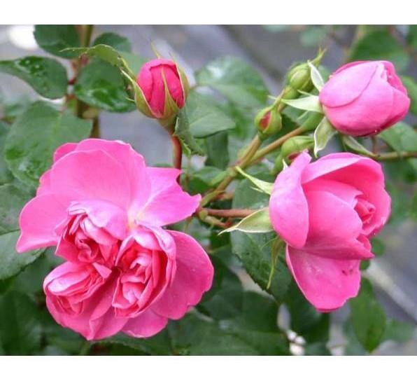 Allegro Trandafir Cățărător Urcător butași trandafiri de grădină
