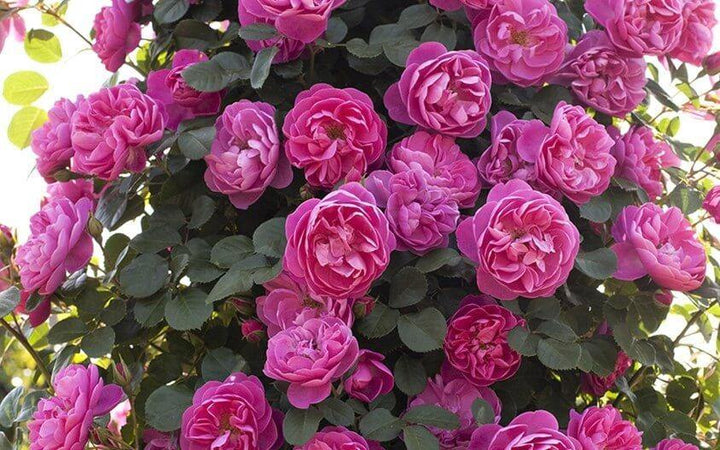 Allegro Trandafir Cățărător Urcător butași trandafiri de grădină