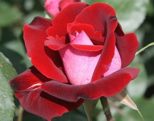 Alleluia Trandafir Teahibrid butași trandafiri de grădină